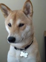picture-of-shiba-inu-wearing-nametag